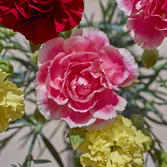 vibrant pink carnation flower closeup