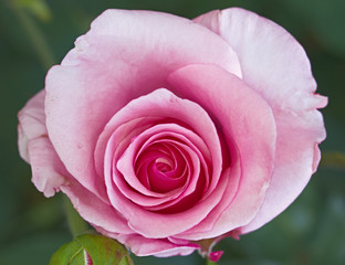 rose closeup, floral background