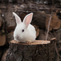 Cute little white rabbit portrait on piece of of wood.