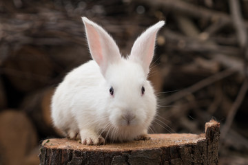 Cute little white rabbit portrait on piece of of wood.