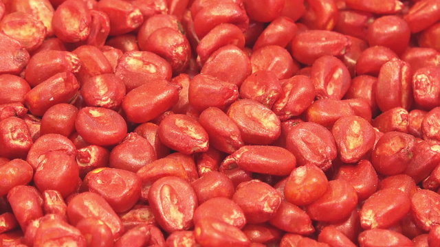Chemically Treated Red Corn Seed Ready for Seeding
