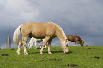 Obraz na płótnie Canvas Palomino Hengst, Schimmel und Brauner (Pferde) am grasen