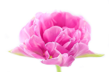 Pink tulip isolated on white