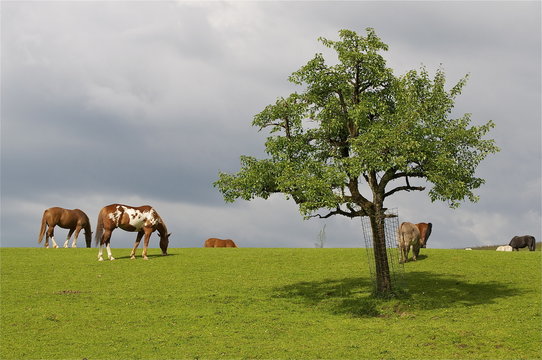 Viele Pferde weiden auf Wiese mit Apfelbaum.
