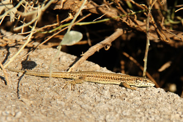 Lagartija tomando el sol