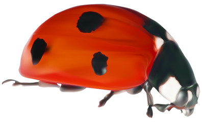 bright red ladybug on white illustration