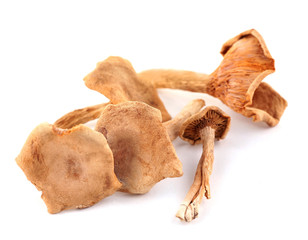Dried mushrooms isolated on white