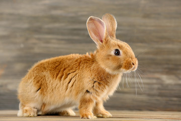Little rabbit on wooden background