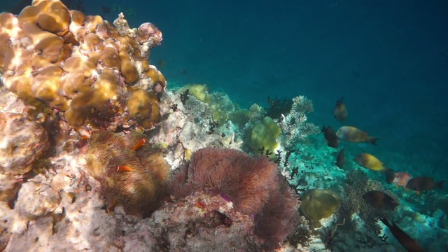Topical saltwater fish ,clownfish - Coral reef in the Maldives