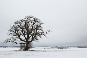 Winterlandschaft mit einer einzigen Eiche