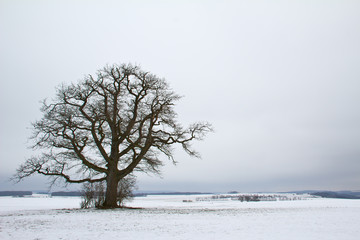 Winterlandschaft mit einer einzigen Eiche