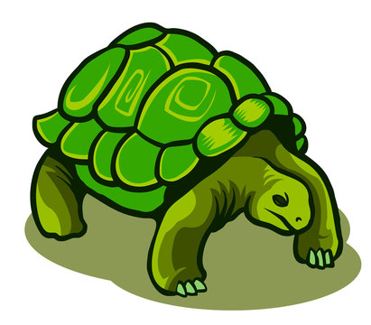 vector illustration of turtle logo 