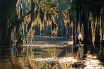 Fototapeta premium Lumières dans les Bayous de Louisiane