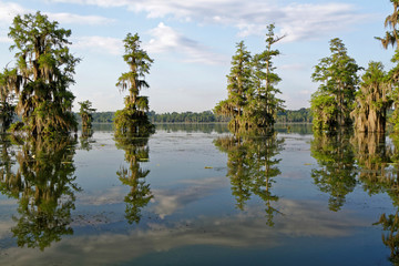 Dans les Bayous de Louisiane