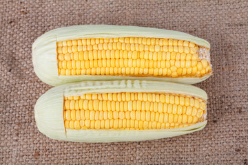  Fresh sweet corn on sack background.