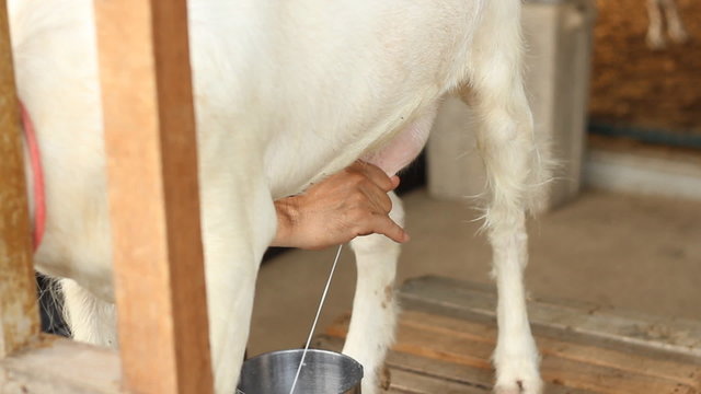 Man collects milk from a goat. 