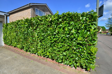 Fototapeta na wymiar A trimmed garden hedge in England in the summer of 2015