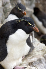 Rockhopper Penguin - Falkland Islands