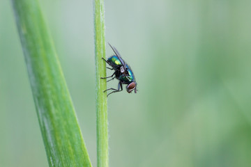 housefly