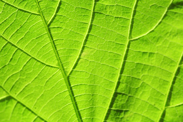 Close up of fresh green leaf with veins