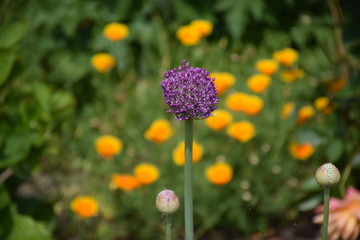 Flora und Fauna - farbenfroher Sommer