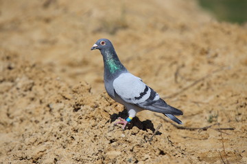 Gołąb pocztowy © moniadk