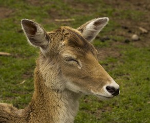 Fototapeta premium deer in a field