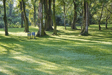 Trees in rows in the park