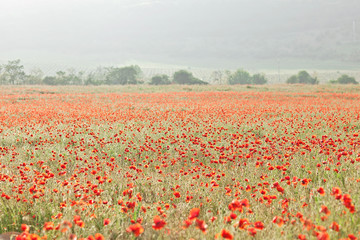 Vivid poppy field on the sunset. Crimea