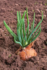 Obraz premium young sprouts of fresh green onions on a bed in vegetable garden