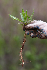 gloved hand with weed on the blurred background