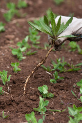 gloved hand with weed on the garden beds background
