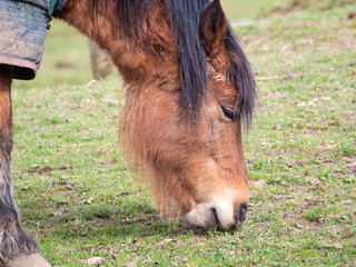 Close up image of a Pony grazing in a field