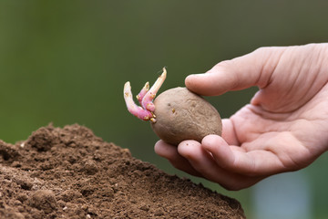 hand planting potato tuber with sprouts