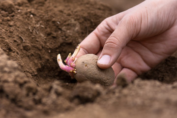 hand planting potato tuber into the ground