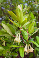 honeysuckles flowers