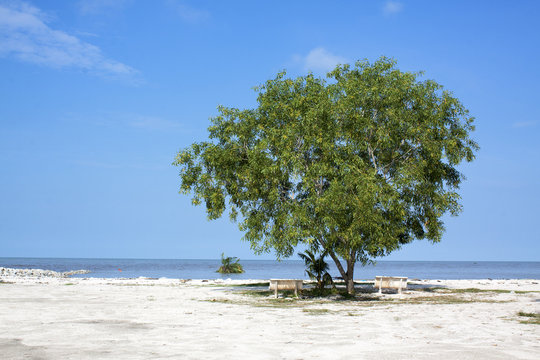 Tree with blue sky