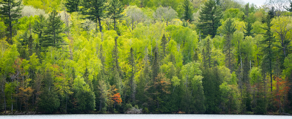 Spring Greening in the forest across the lake. - 84087101