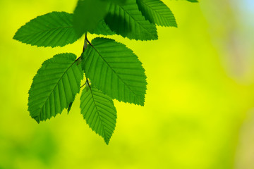 Fototapeta na wymiar green leaves