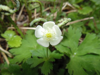 ветреница лесная