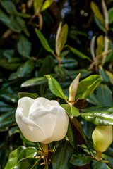 White Magnolia Bloom Opening
