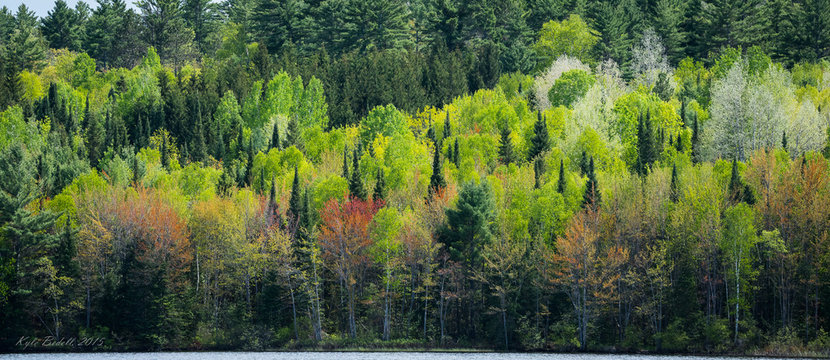 Fototapeta Spring Greening in the forest across the lake.