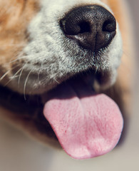 Dog nose close up image