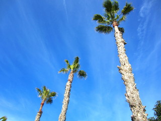 Mexican fan palm (Washingtonia robusta)