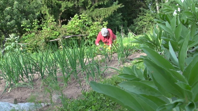 gardener weed in vegetable garden, bed of onion