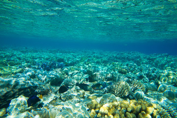 Fototapeta na wymiar Underwater
