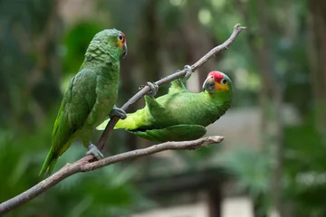 Acrylic prints Parrot parrot bird