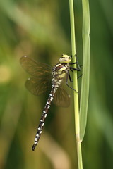 Libelle, Junge Blaugrüne Mosaikjungfer