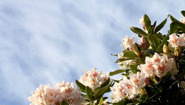  rhododendron wei&szlig; vor blauem himmel, textur 


