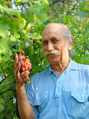 Happy elderly man holds a ripe grape.